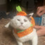 HouseofCats