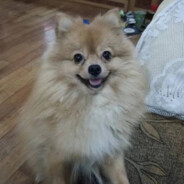 无欲无求欲复来