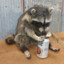 RacoonDrinkingLite