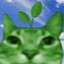 yung cat
