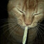 meow