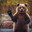 Teddy