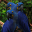 Thrice Macaw