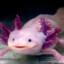 Your local fish