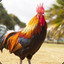 Frango_679