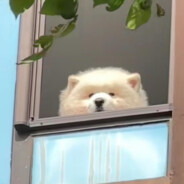 队友我是女玩家，为我打call叫我妈