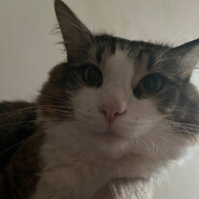 санек лирика