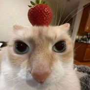 cate