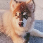 晨曦在线贩卖小狗