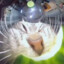 Poopychick's avatar