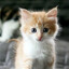 Котеночек