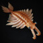Anomalocaris from the Cambrian