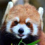 The Red Panda