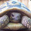 Turtle #kanye2024