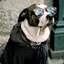 phupdog