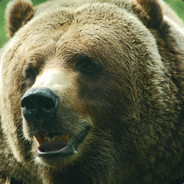 Teddy