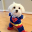 Super Dog