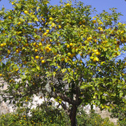 Festive Lucky Lemon Tree