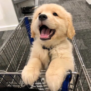 呆呆真的很呆66