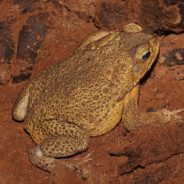 Cane Toad