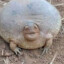 bög paddan