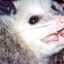 Opossum Herder