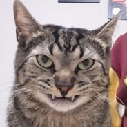 Why are you mad Bro?