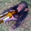 Chimp Champ