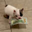 Pibble