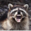 Raccoon