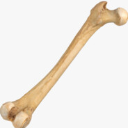 Bone