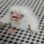 Capy