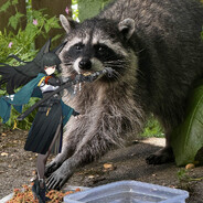 FancyAssRaccoon