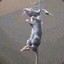 dead_rat