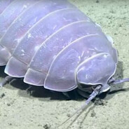 giant isopod