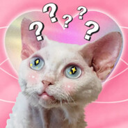 养了一群小动物