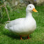 EggPeek Duck