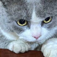 大名鼎鼎退堂鼓演奏家