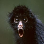 pMonkey