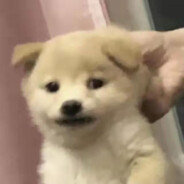 НочнойОхотник