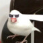 cool bird