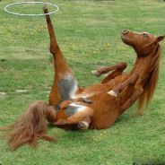 Мистер Subaaaaru