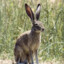 JackRabbit4735
