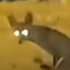 TrashFox