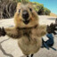 quokka