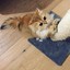 The Scratchy Cat