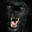 Black-Tiger.69