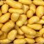 la patate pas cuite