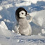 Pingvin