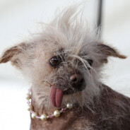 ancelotti the real one